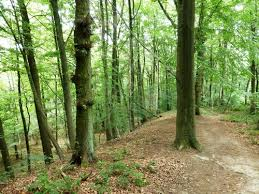 Wandeling