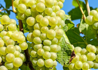 Bacchus achterna